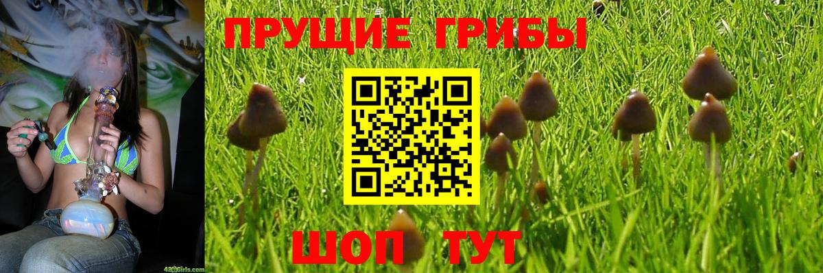Галлюциногенные грибы Psilocybe  Вход с VPN  магазин  наркотиков  Фурманов  Псилоцибиновые грибы Psilocybine cubensis 